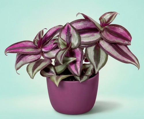Tradescantia zebrina pink joy - tradescantia,