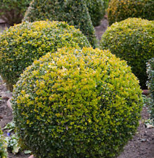Buchsbaum Kugel 30-35cm - Buxus Kugel