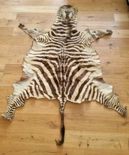 Zebrafell aus Afrika