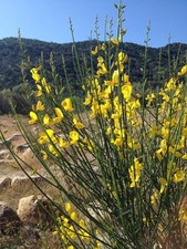 Pfriemenginster Spartium junceum Binsenginster Spanischer Ginster 10 Samen