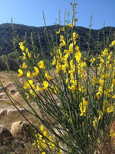 Pfriemenginster spartium - pfriemenginster,
