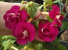Pretty Imported Achimenes