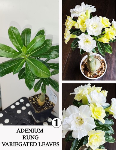 Adenium rung wustenrose - n1,