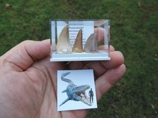 3 schöne Zähne vom