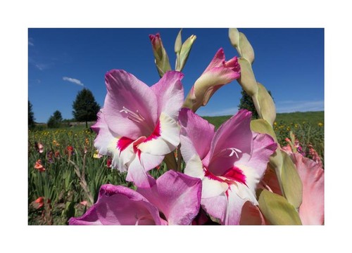 10x gladiolus crassifolius - 10x,