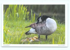 Postkarte kanadagans gans - postkarte,