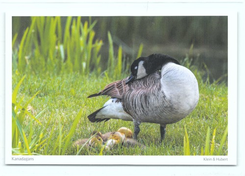 Postkarte kanadagans gans - 1,