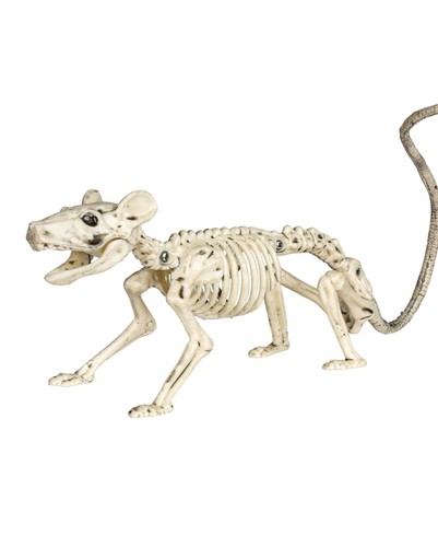 Skelett ratte als - als, halloween