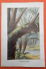 Madagaskar Tag-Gecko Phelsuma madagascariensis  Gecko Echse Farbdruck 1912  
