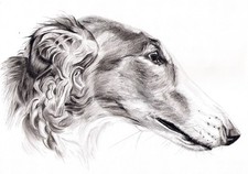 Windhund * Levrier  * Barsoi