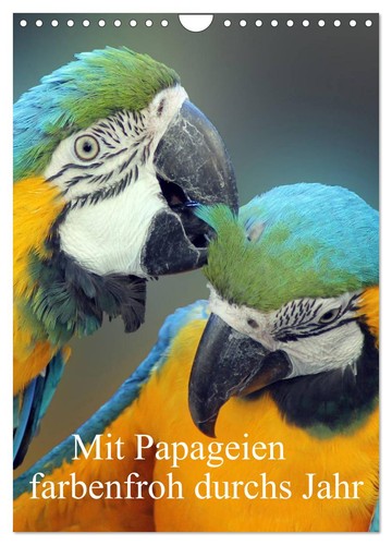 Mit papageien farbenfroh - papageien,