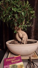 Ficus Ginseng Bonsai (40 Jahre alt) in großer orig. Kultur-Schale+Schere+ Buch