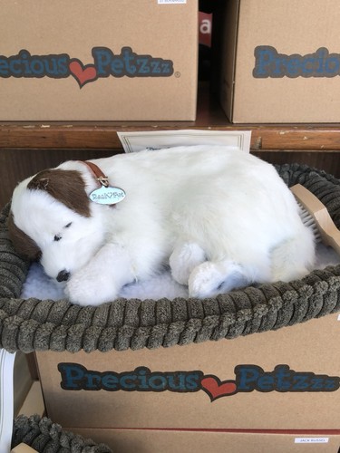 Precious petzzz jack russel - jack,