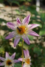 Dahlia DAHLIE Knollen: Fancy Pants weiß rosa