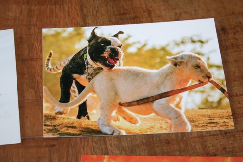 Hunde postkarte von poster xxl - postkarte,