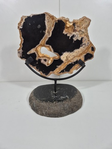 Fossile skulptur aus - fossile,