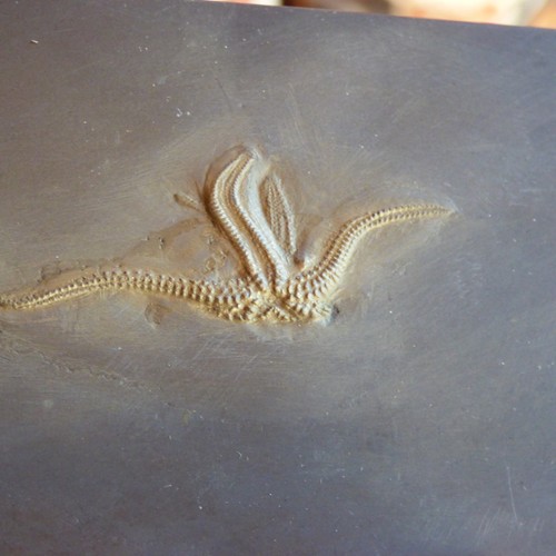 Pyritisierter fossil seestern - pyritisierter,