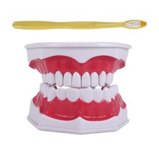 Zahnmodell ZäHneputzen