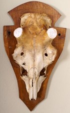 Schöner Hirschschädel für Abwurfstangen auf Trophäenbrett