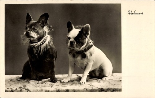 Hunde französische - ak,