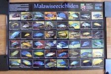 6 Malawi Poster / Bildtafeln Malawisee Cichliden & Tanganjikasee Buntbarsche 