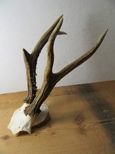 Großes Rehgeweih Gehörn