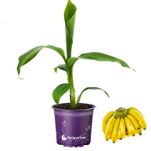 Winterharte bananen pflanze - bananen,