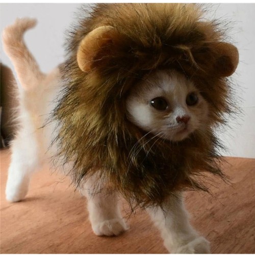 Löwenkostüm katze hund - löwenkostüm,