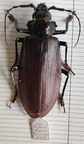 Titanus giganteus cerambycidae - titanus,