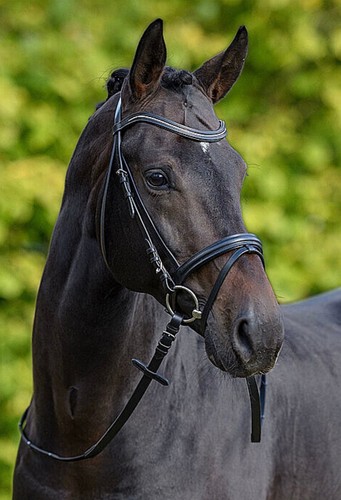 Showmaster zaum beauty - showmaster,