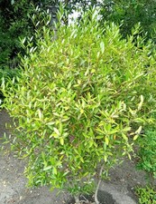 Schmalblättrige Steinlinde Pillyrea angustifolia immergrün 40 - 60 cm