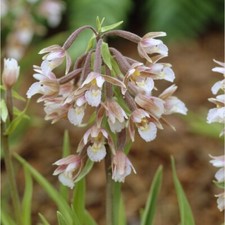 Samen epipactis palustris - samen,
