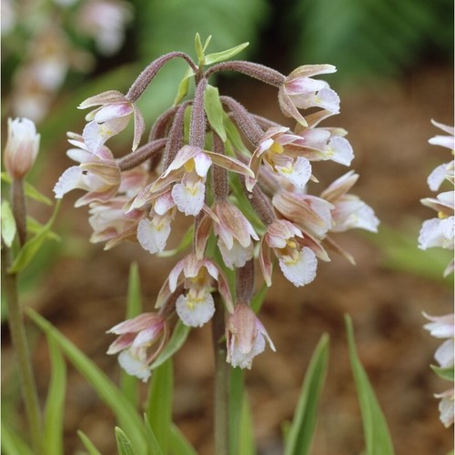 Samen epipactis palustris - samen,