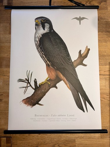 Baumfalke falke vogel - falke,