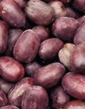 Kiwi 'Rote Bayernkiwi' Kens Red weiblich