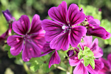 2000 Samen Malve Mauretanische Malva wilde Staude große Stockrose Bauernrose