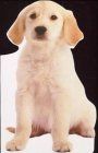 Popcorn der hund von steve - der,