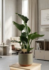 Strelitzia nicolai