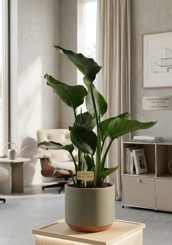 Strelitzia nicolai