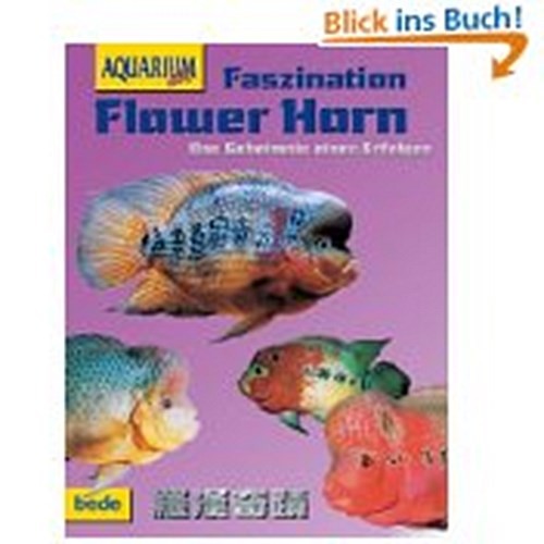 Flower horn faszination bernd - flower,