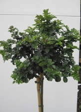 Hochstamm Kugelesche Grüne Kugel - Fraxinus ornus Mecsek - Stamm 80cm + Krone