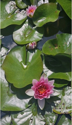 Seerose teichpflanze rosa - seerose, rosa/pink