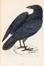 Kolkrabe Raven Original