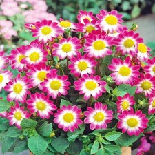 Dahlie Knolle Blüten