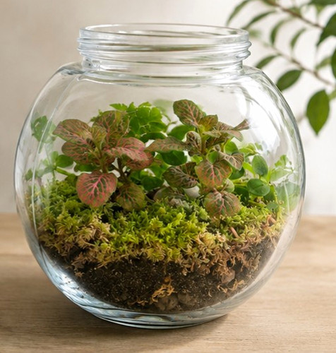 Pflanzenterrarium - , im