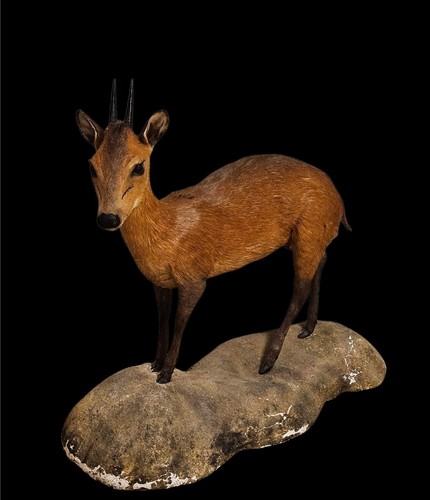 Rotflankenducker jagd - rotflankenducker,