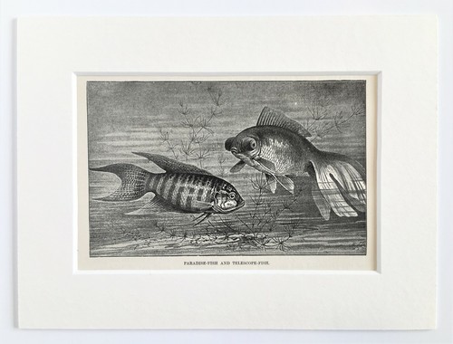 Paradise telescope fish - paradise,