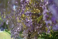 chin. Blauregen Glyzinie, Samen, 10 Stück - Ernte 04/2023 aus Ökogarten blaulila