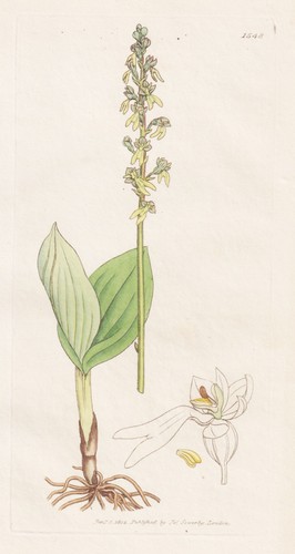 Ophrys ovata orchids - , orchidee