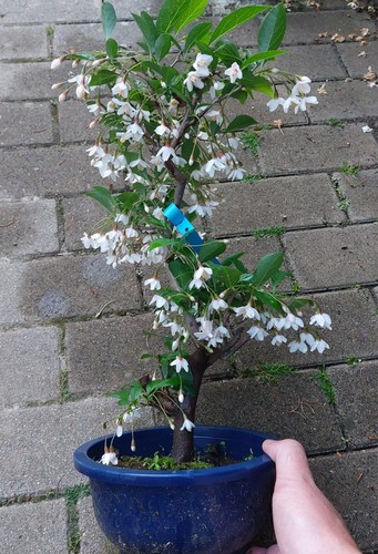 Bonsai schneeglöckchen - -,